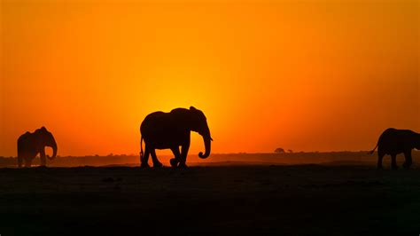 «elephant» HD Wallpapers