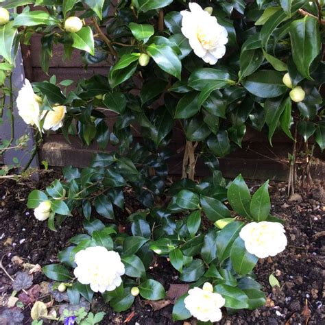 Camellia Japonica Brushfields Yellow Camellia Brushfields Yellow