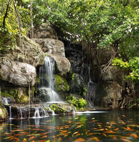 Koi fish in pond at the garden with a waterfall Stock Photo by ...