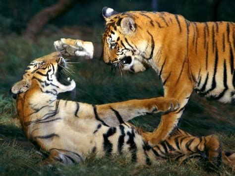 Bengal Tiger | Animal Wildlife