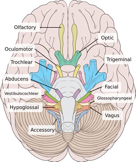 Pathology Part I A Walk Around My Brainstem Nerve Anatomy Cranial