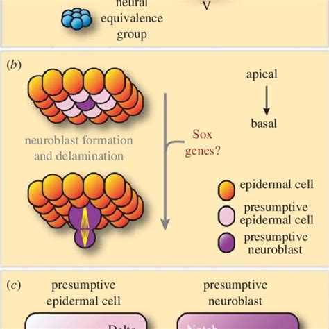 Neuroectoderm Specification And Neuroblast Formation A A Schematic