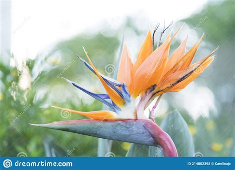 Strelitzia Reginae Commonly Known As The Crane Flower Or Bird Of