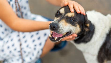 Cachorro Vira-Lata: Características, Cuidados e Como Adotar