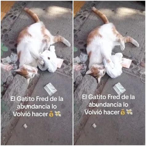 El Ladrón Más Adorable Gatito Sorprende A Su Dueño Al Regresar Con