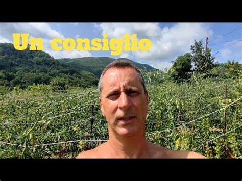 Consiglio Sui Pomodori YouTube