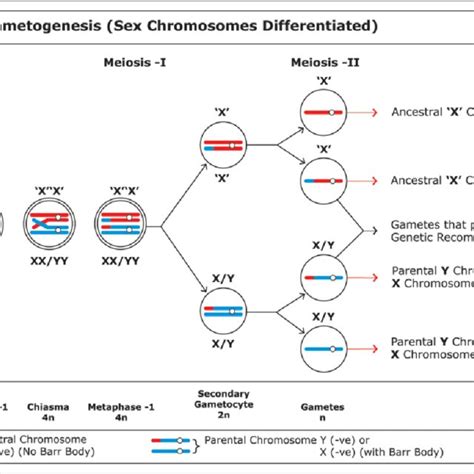 Cell Biology Model Spermatogenesis Oogenesis And Fertilization