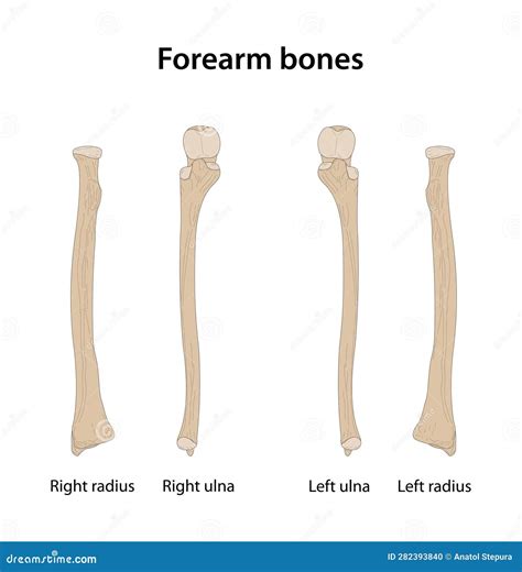 Right Forearm Bones Radius And Ulna Anterior View Stock Vector