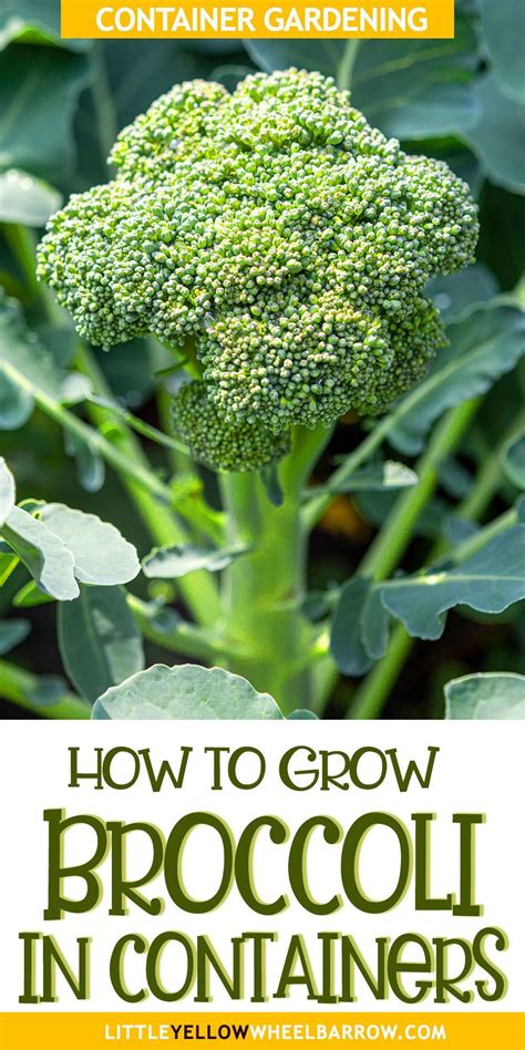 How To Grow Broccoli From Seed In Raised Beds Artofit