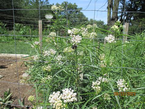 Narrowleaf Milkweed Seeds, Asclepias fascicularis - Milkweed 4 Monarchs