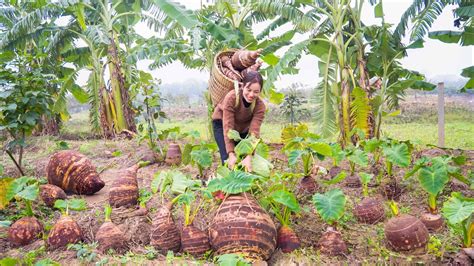 Harvest GIANT TARO Goes To The Market Sell Cook Taro Bone Stewed Soup