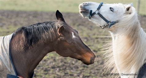 Social Behavior Of Horses Dreamstime