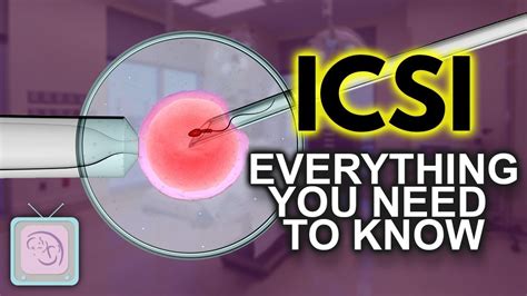 IVF ICSI Procedure Important Things You Need To Know YouTube