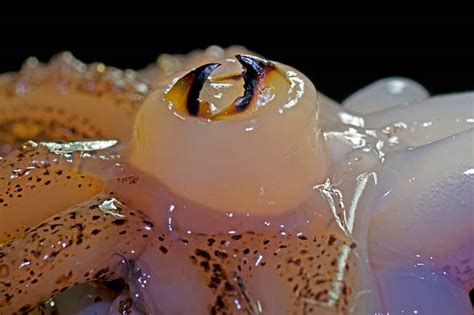 Octopus Beak Some Interesting Facts And Everything You Need To Know