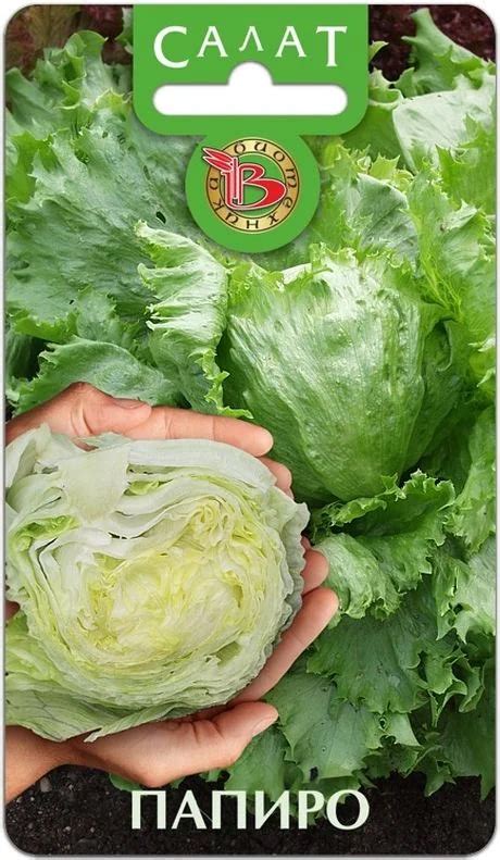 Семена Салат кочанный Папиро: описание сорта, фото - купить с доставкой ...