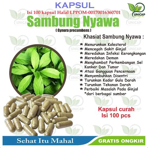 Jual Kapsul Daun Sambung Nyawa Daun Afrika Curah Isi 100 Kapsul Halal