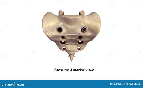 Sacrum Anterior View Royalty Free Stock Photo CartoonDealer 81704055