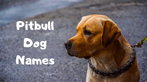 Pitbull Dog Names 【2020】For Best Male & Female Dog Names List