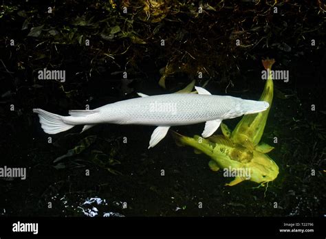 White alligator albino hi-res stock photography and images - Alamy