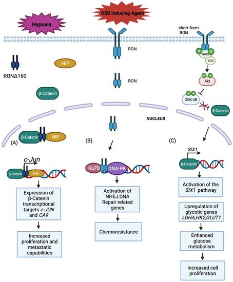 Cancers Free Full Text The MST1R RON Tyrosine Kinase In Cancer