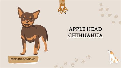 Apple Head Chihuahua (2024) Lifespan, Origin And More