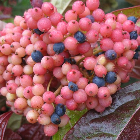 Brandywine Viburnum Spring Meadow Nursery