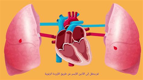 كيف يعمل قلب الانسان - درس تعليمي للأطفال - YouTube