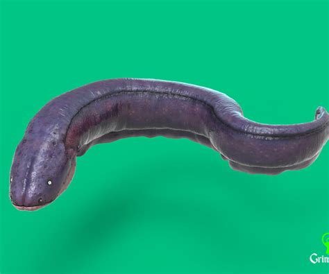 Artstation Electric Eel Game Assets