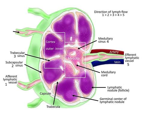 Lymph nodes Definition and Examples - Biology Online Dictionary