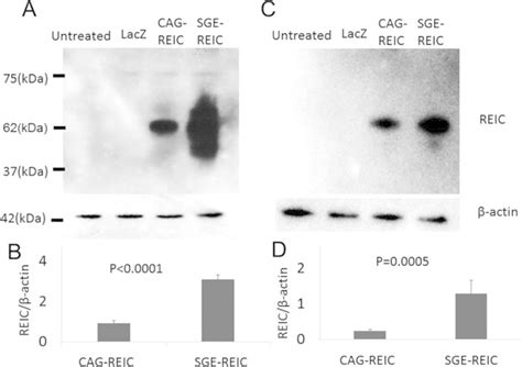 Protein Expression Of Reic Dkk In U Egfr And Gl Glioma Cells