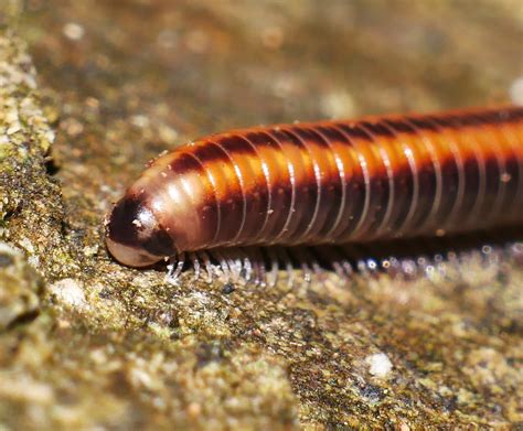 Fozzy Millipede Orange And Brown Dorsal Striped Rainforest Millipede Spirobolellus Sp Order