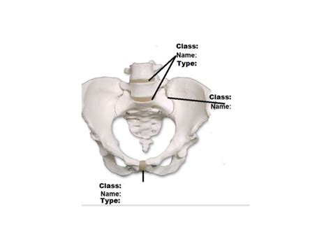 Symphysis Diagram Quizlet