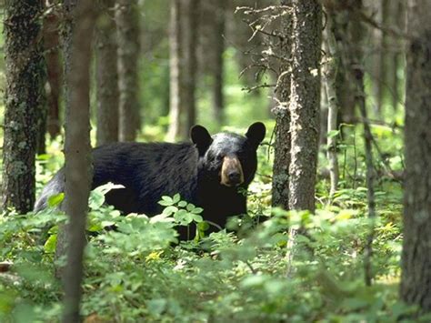 The Beauty Of The Black Bears