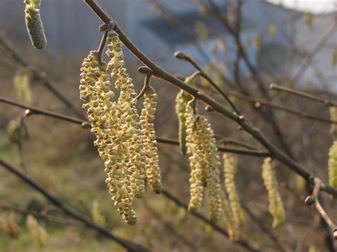 How to identify the hazel - an understorey tree in European woodland