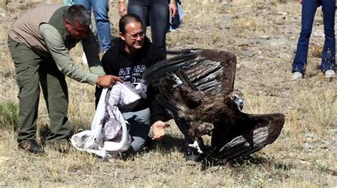 Zehirlenen kara akbaba tedavi edilip doğaya bırakıldı Son Dakika