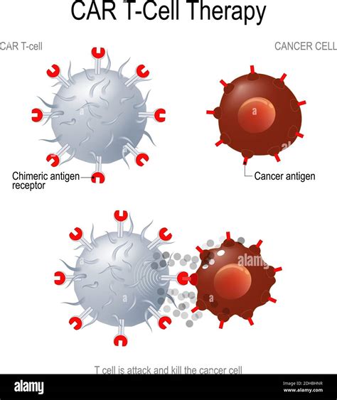 Car T Immunotherapy Artificial T Cell Receptors Are Proteins That Have