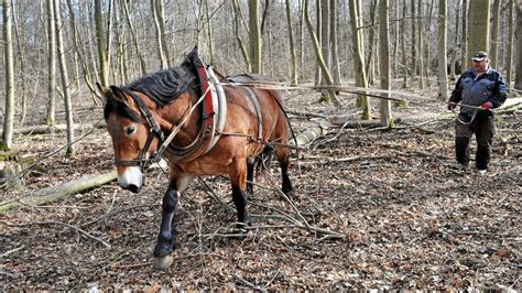 Rückepferde kommen im Steigerwald bis Januar zum Einsatz