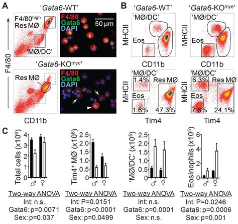 The Transcription Factor Gata Links Tissue Macrophage Phenotype And