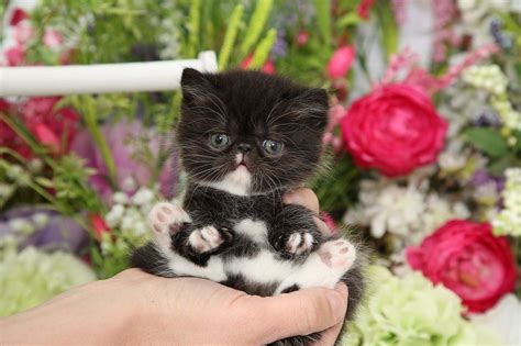 Black And White Persian Kittens Past Kittens