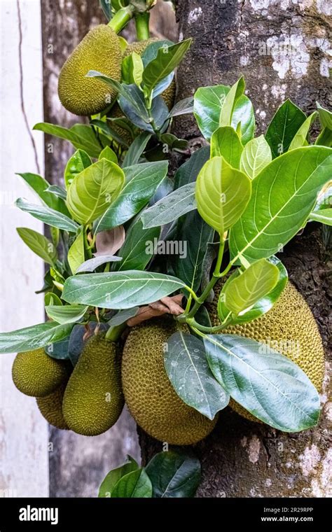 A Bunch Of Jack Fruits In Tree Green Tropical Fruits In The Tree This