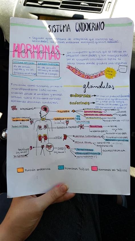 Pin De Carmen Rivas Dall Orso En Ciencia Sistema Endocrino Material