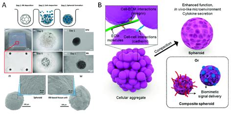 Microscaffolds and tissue spheroids micro-modules. Cell-laden ...