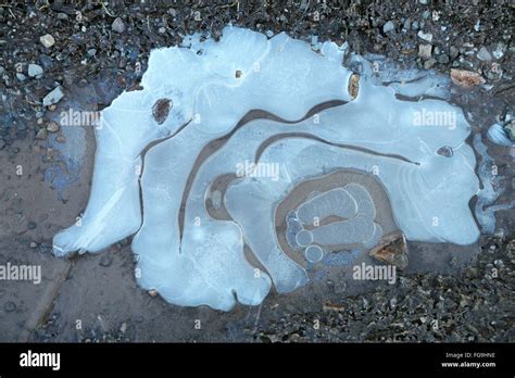 Puddle Patterns Frozen Ice Covered Puddle On Stony Country Lane In