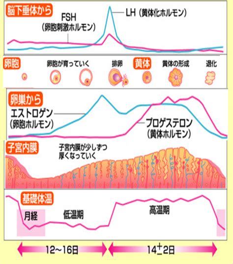 月経のしくみ⑤ 月経から排卵までの動き 「女性のからだ、お勉強ブログ」