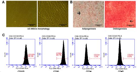 Identification Of Uc Mscs A Observation Of Cell Morphology Under An Download Scientific