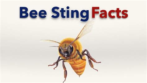 Bee Sting - Bee Sting Reaction - Mild Swelling to Anaphylaxis