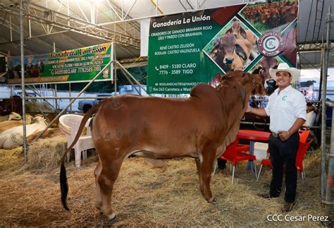 Todo un éxito el primer día de la Feria Ganadera Managua 2023