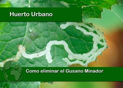 Como Eliminar El Gusano Minador Huerto Urbano