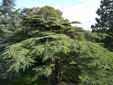 Cedrus Libani Trees And Shrubs Online