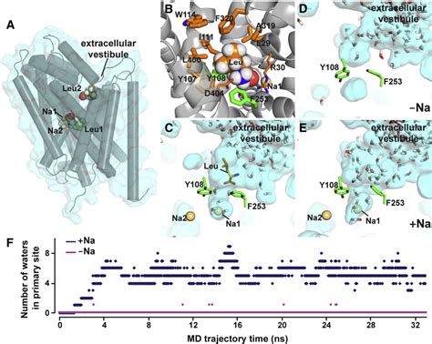 Figure 1 From The Mechanism Of A Neurotransmitter Sodium Symporter